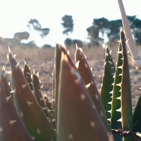 Trullo Astrid Martina Franca-cisternino-ostuni Hébergement de vacances